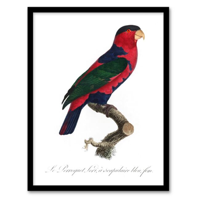 "The Black Capped Lory Parrot Levaillant Framed Wall Art Print 12X16"""