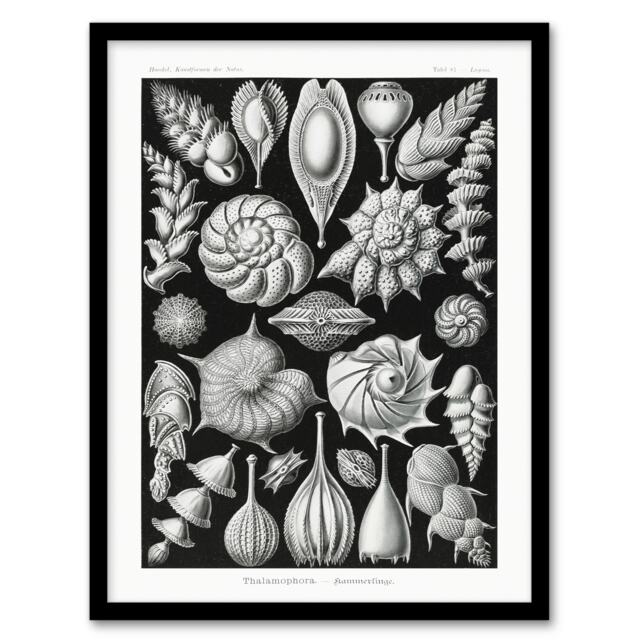 "Thalamophora Forams Shells Haeckel Botanical Framed Wall Art Print 12X16"""
