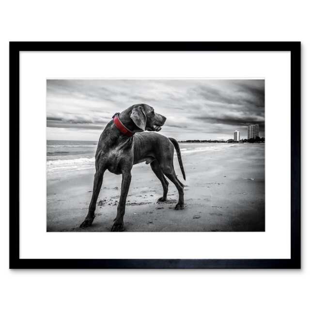 "Weimaraner Dog Beach Black White Photo 9x7"" Black Framed Wall Art Print"