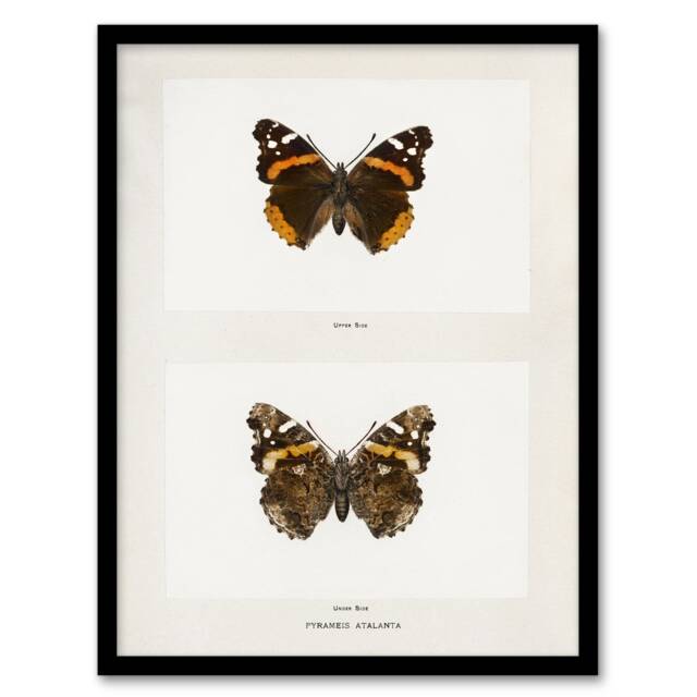 "Red Admiral Butterfly Vintage Illustration Denton Framed Wall Art Print 12X16"""