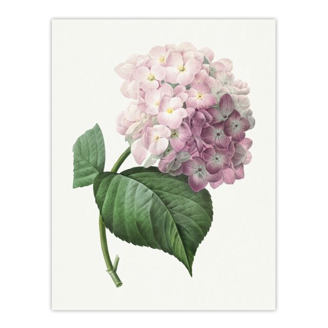 "Hydrangea Botanical Illustration Redoute Vintage Wall Art Poster Print 12X16"""