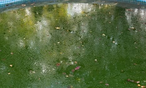 High Quality Algaecide 2 Litres Algicide algae controller remover