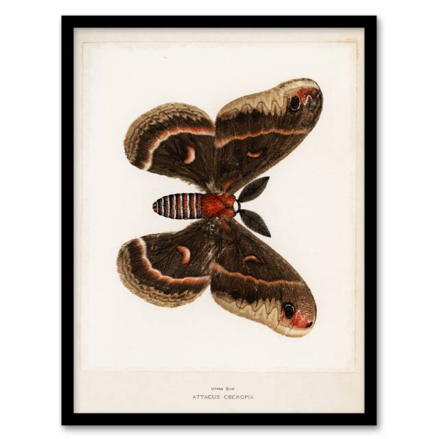 Sherman Denton Framed Wall Art Cecropia Moth Vintage Illustration Home Décor