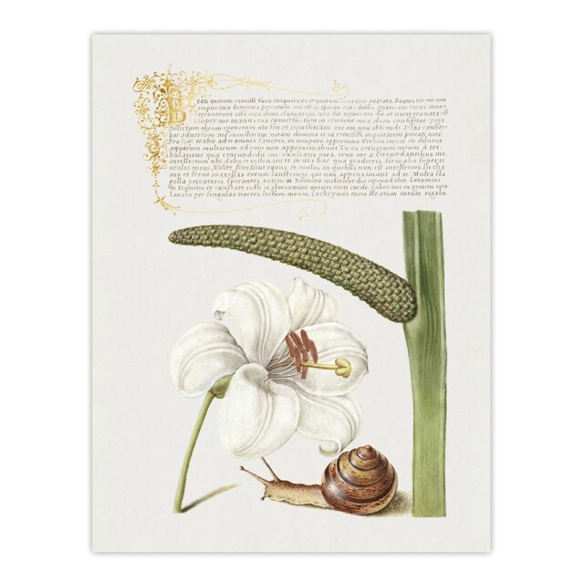 "White Lily Snail and Sweet Flag Calligraphy Wall Art Poster Print 12X16"""