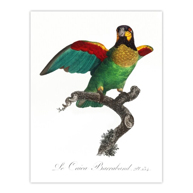 "The Orange Cheeked Parrot Levaillant Huge Wall Art Poster Print 24X32"""