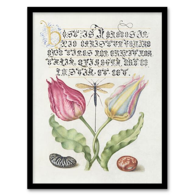 "Tulip Ichneumon Wasp and Beans Calligraphy Framed Wall Art Print 12X16"""