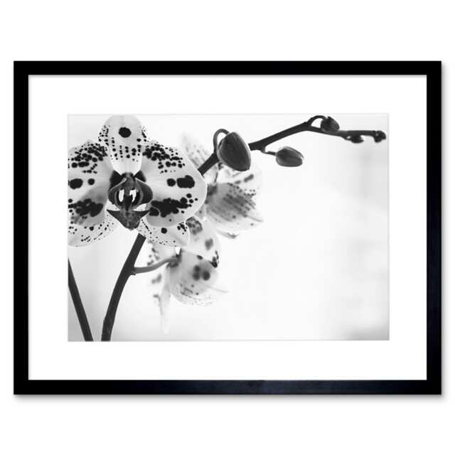 "Spotted Orchid Flower Black White Floral Photograph 9x7"" Black Framed Wall Art Print"