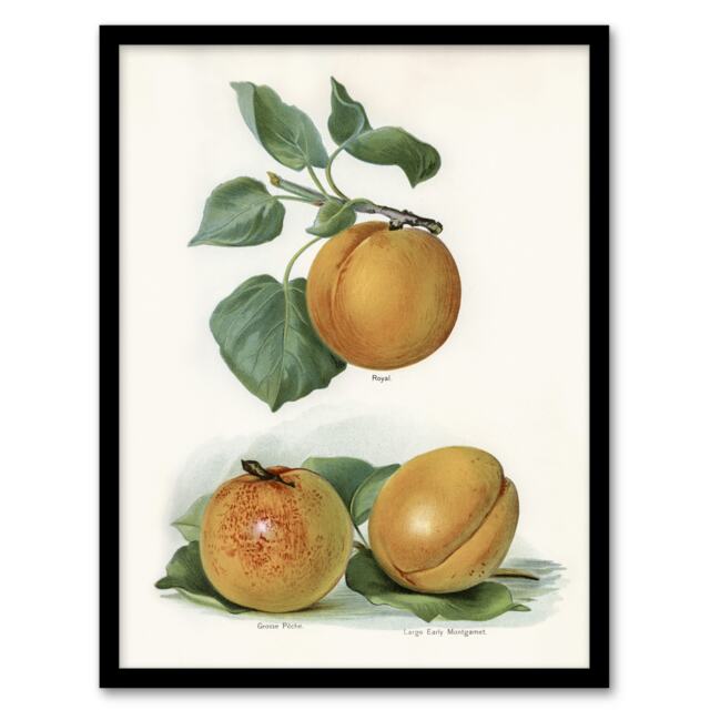 "Vintage Fruit Illustration of Apricots Wright Framed Wall Art Print 12X16"""