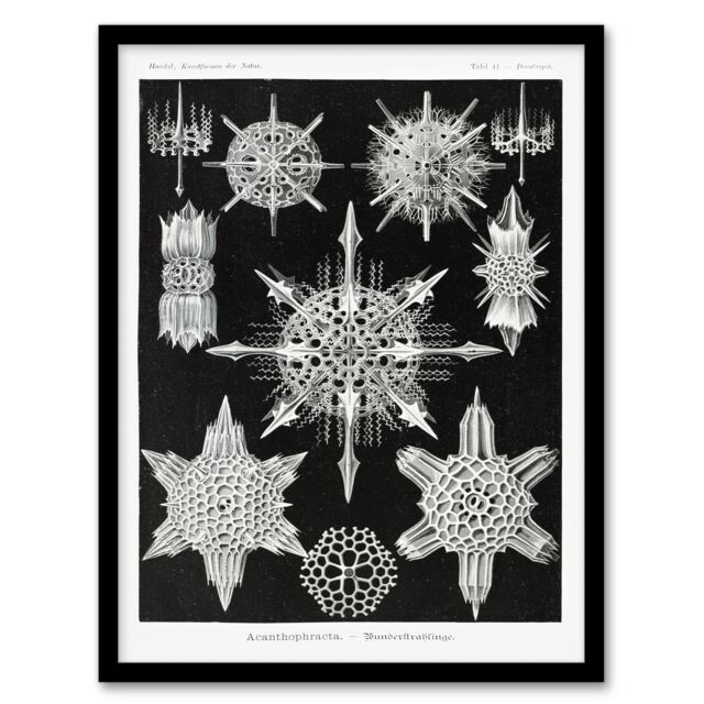 Ernst Haeckel Framed Wall Art Acanthophracta Black White Marine Life Home Décor