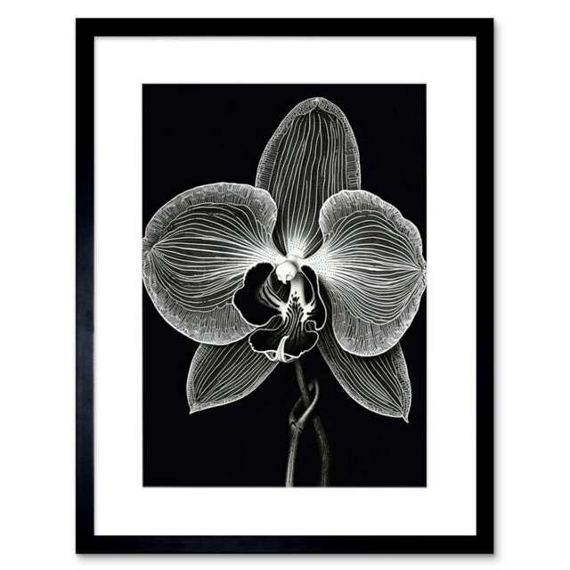 "Orchid Flower Bloom Black White Blind Contour 9x7"" Black Framed Wall Art Print"