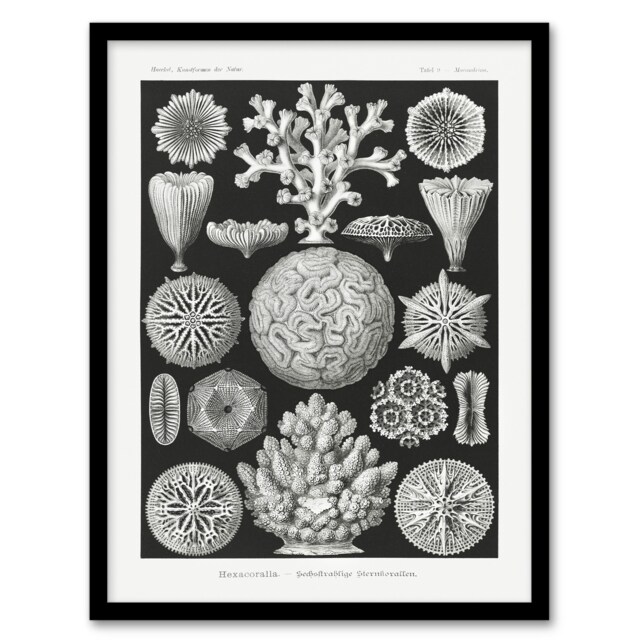 "Hexacorallia Marine Life Illustration Haeckel Framed Wall Art Print 12X16"""