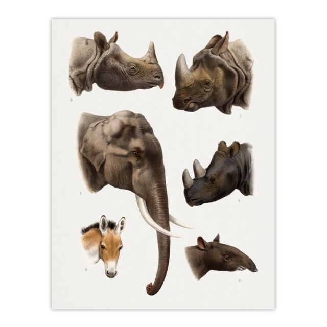 Animals Vintage Illustration Lydekker Huge Wall Art Poster Print