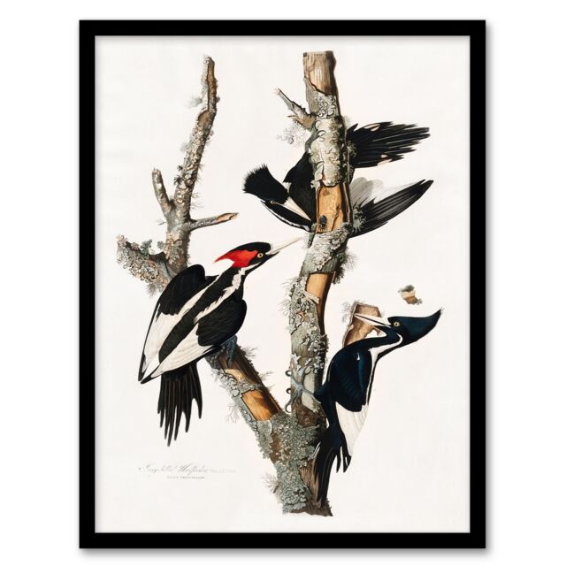 John James Audubon Framed Wall Art Print Ivory Billed Woodpecker Home Décor