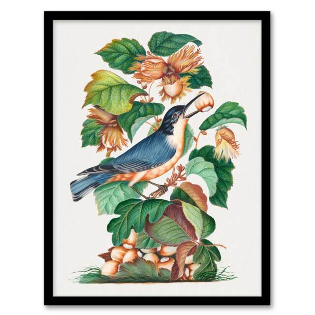 "Nuthatch Bird Hazel Oak and Bramble Bolton Framed Wall Art Print 12X16"""