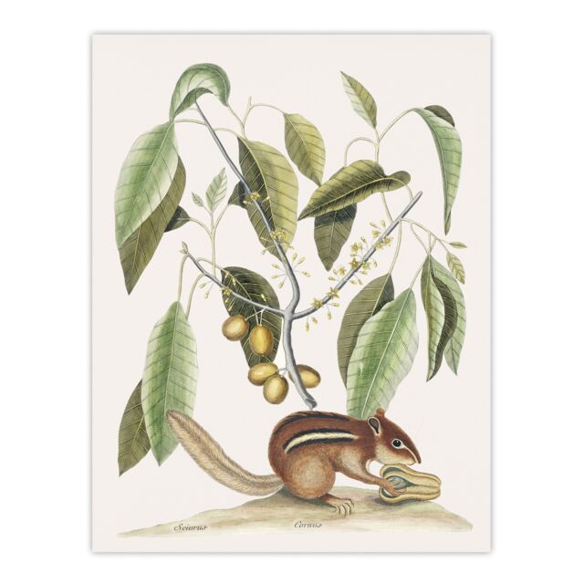 Ground Squirrel and Wild Nutmeg Mark Catesby Huge Wall Art Print 18X24 In