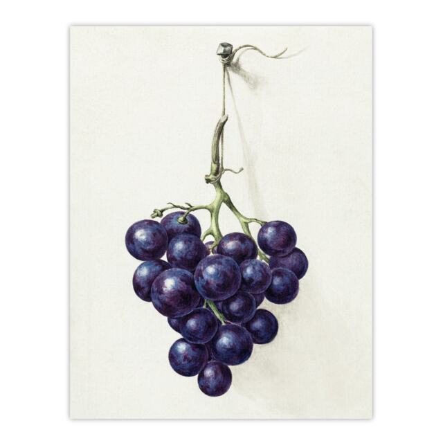 Bunch of Blue Grapes Oil Jean Bernard Vintage Huge Wall Art Print 18X24 In