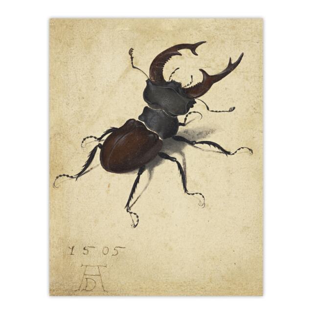"Stag Beetle Nature Study Albrecht Durer Wall Art Poster Print 12X16"""