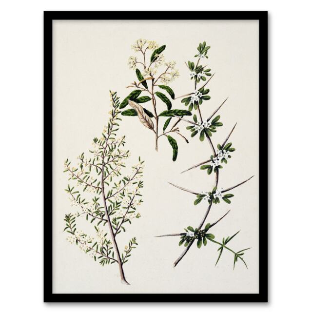 "New Zealand Pomaderris Edgerleyi Plant Featon Framed Wall Art Print 12X16"""