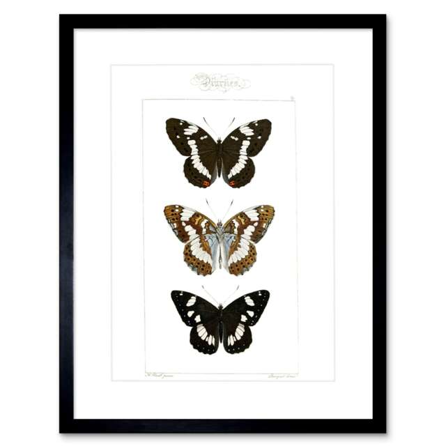 "Brown Diurnal Butterflies Insect Study Bright 9x7"" Black Framed Wall Art Print"