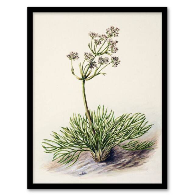 Sarah Featon Framed Wall Art Print New Zealand Wild Spaniard Flower Home Décor