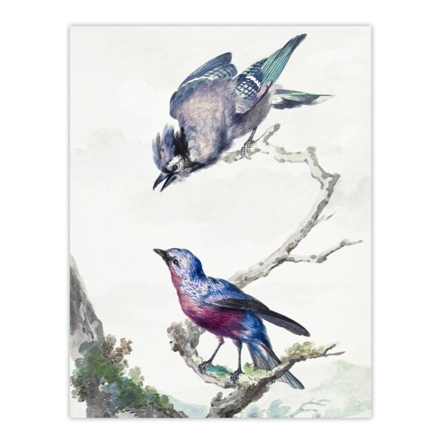 "Blue Jay and a Purple Breasted Cotinga Schouman Wall Art Poster Print 24X32"""