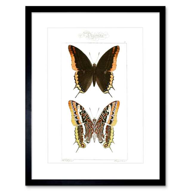"Vintage Nature Study Butterflies Incects 9x7"" Black Framed Wall Art Print"