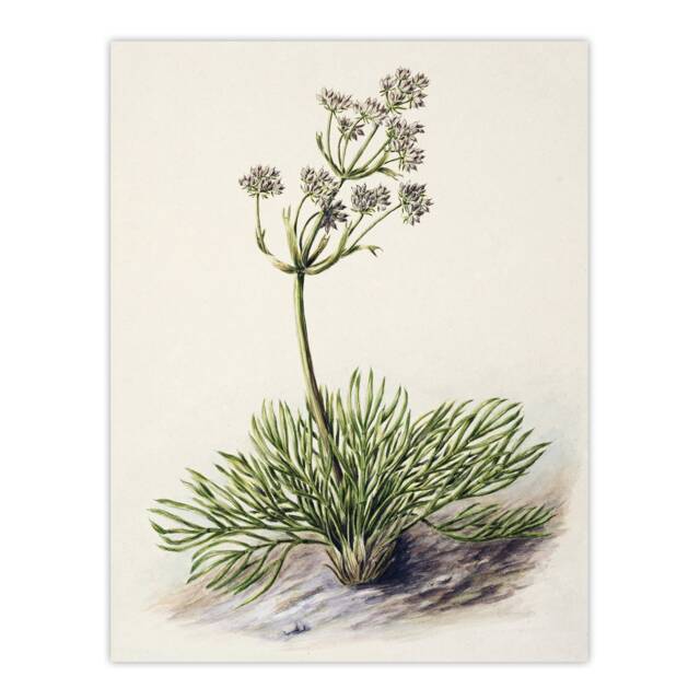 "New Zealand Wild Spaniard Flower Featon Wall Art Poster Print 12X16"""