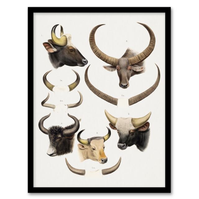 "Bovine Animal Horns Vintage Illustration Lydekker Framed Wall Art Print 12X16"""