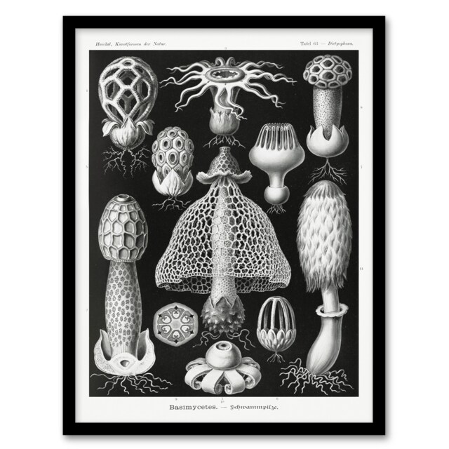 Ernst Haeckel Framed Wall Art Print Basimycetes Fungi Species Vintage Home Décor