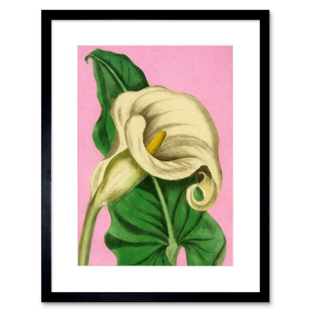"Calla Lily Flower Plant Pink Painting 9x7"" Black Framed Wall Art Print"