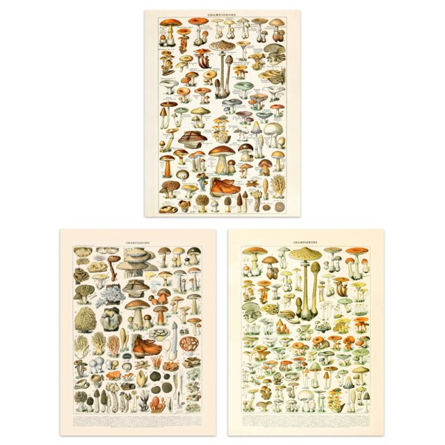 Set Of 3 Vintage Millot Mushrooms Fungus Champignon Kitchen Home Decor Wall Art Prints 12X16 Inch