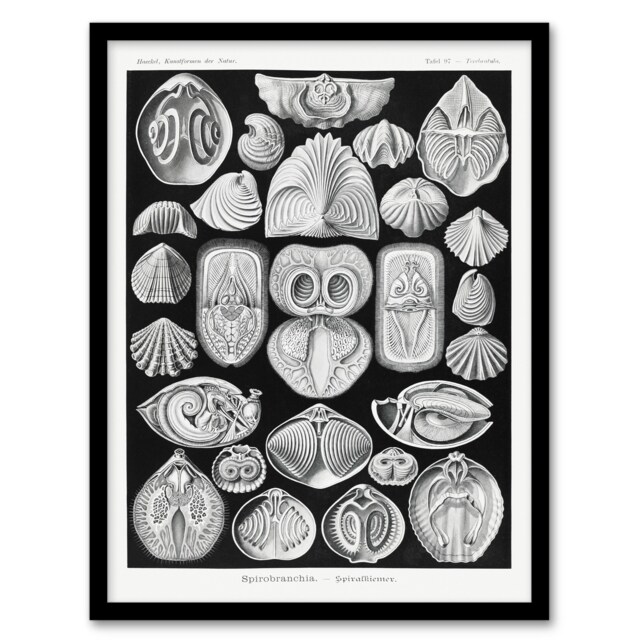 Haeckel Framed Wall Art Spirobranchia Vintage Marine Life Illustration