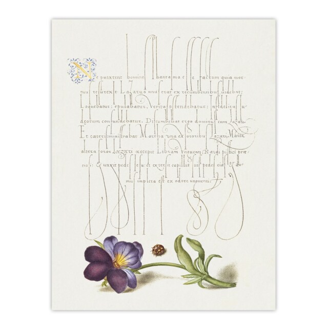 Ladybird and Wild Pansy Calligraphy Huge Wall Art Print 18X24 In