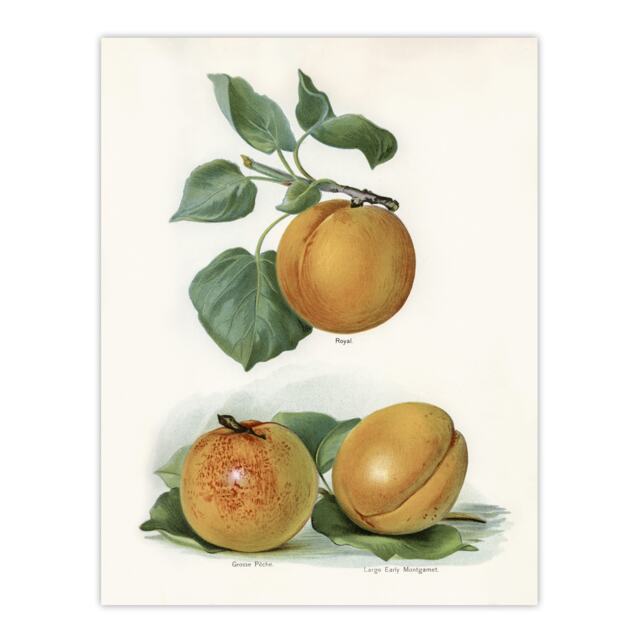 Vintage Fruit Illustration of Apricots Wright Huge Wall Art Print 18X24 In