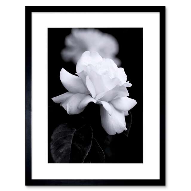 "Photo Nature Black White Rose Petal Flower 12x16"" Framed Wall Art Print"