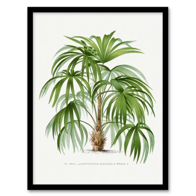 Oswald de Kerchove Framed Wall Art Acathophiza Aculeata Palm Tree Home Décor