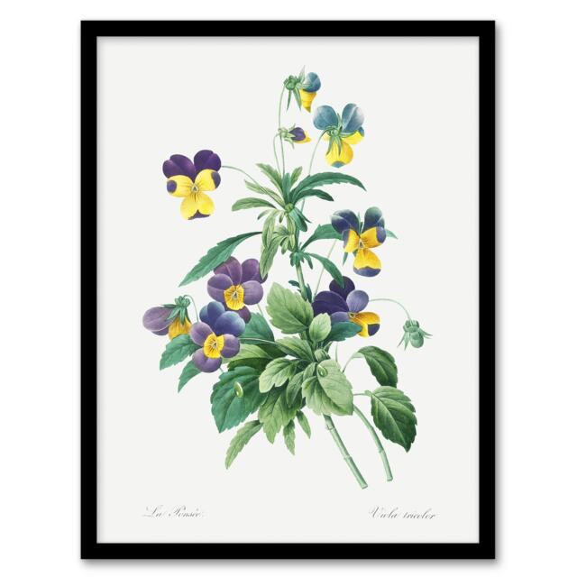 "Wild Pansy Flower Illustration Redoute Vintage Framed Wall Art Print 12X16"""