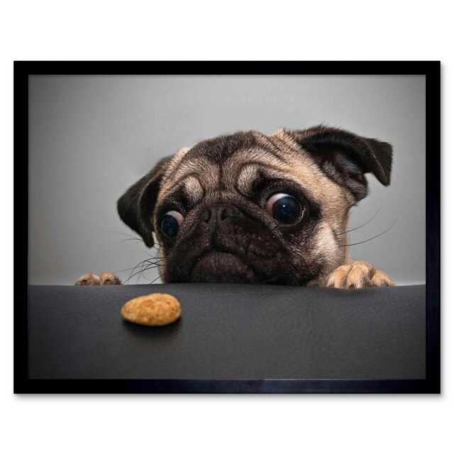 "Animal Photography Pug Dog Treat Food Eyes 12x16"" Framed Wall Art Print"
