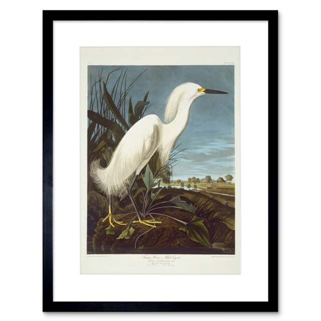 "Painting Bird Audubon Snowy Heron Egret 12x16"" Framed Wall Art Print"