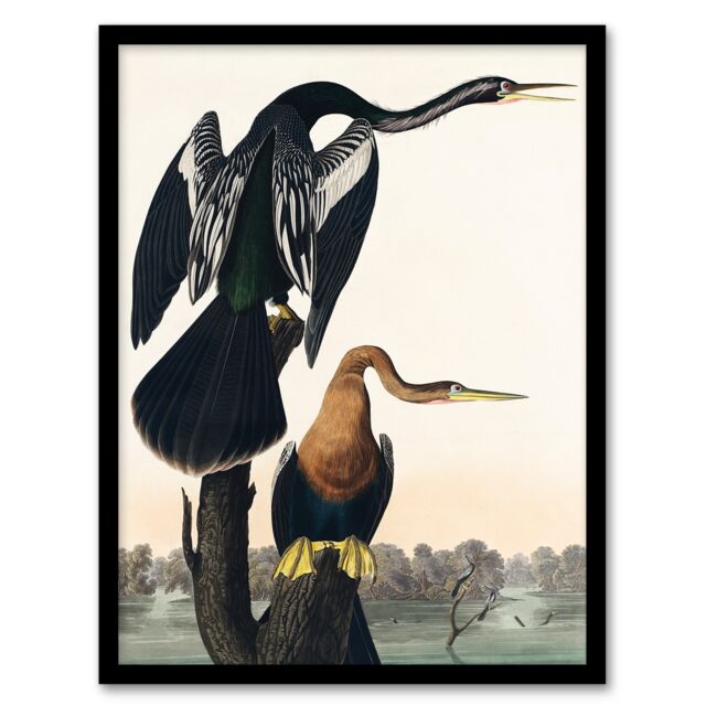 John James Audubon Framed Wall Art Print Black Bellied Darter Bird Home Décor