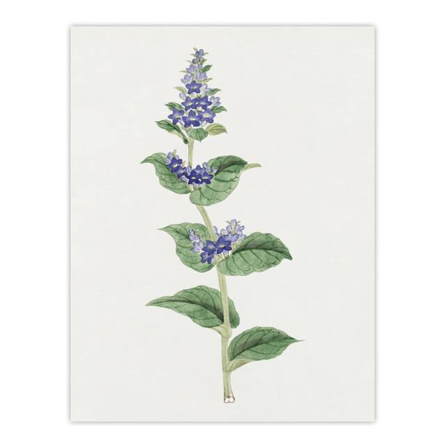 "Gentian Flower Wall Art Print Vintage Japanese Botanical 12x16"""