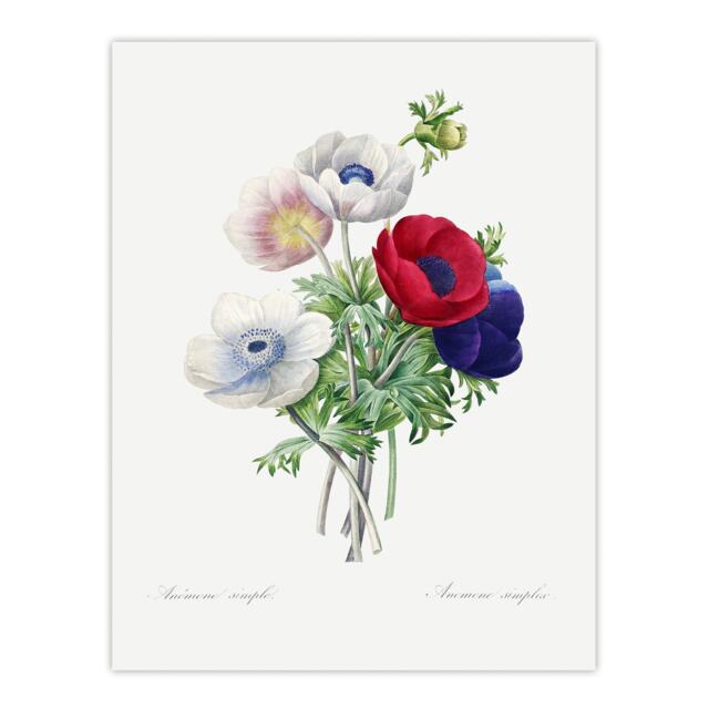 "Anemone Flowers Botanical Redoute Vintage Huge Wall Art Poster Print 24X32"""