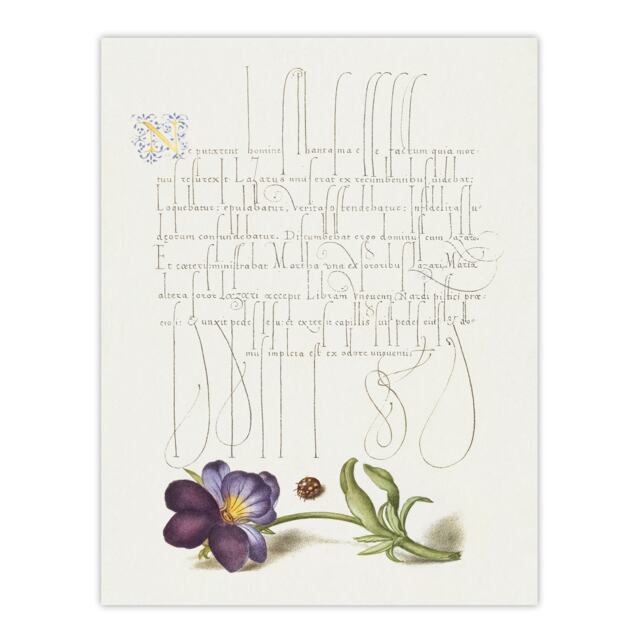 "Ladybird and Wild Pansy Calligraphy Wall Art Poster Print 12X16"""