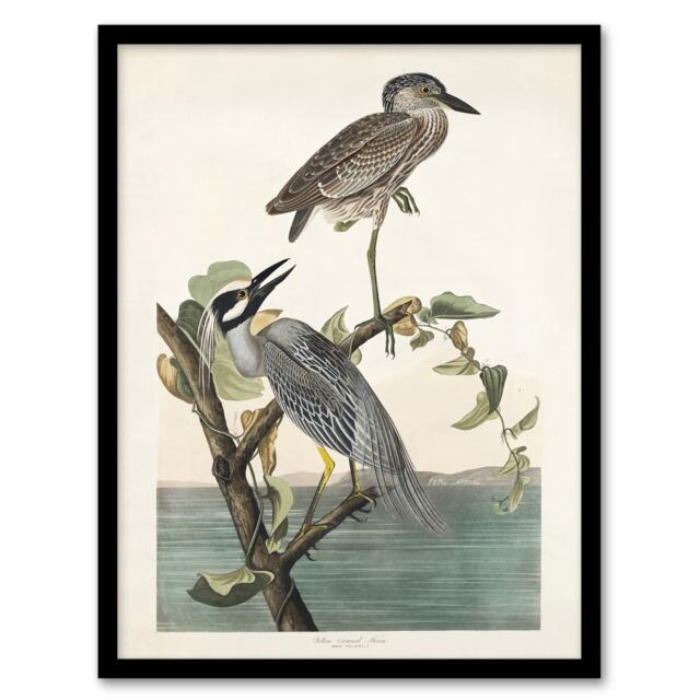 "Yellow Crowned Heron Audubon Nature Framed Wall Art Print 12X16"""