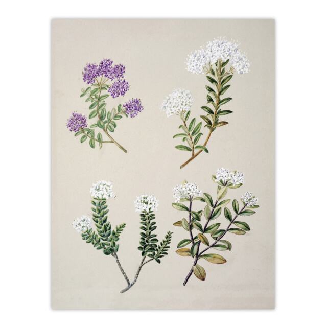 New Zealand Four Veronica Flowering Plants Featon Huge Wall Art Print 18X24 In