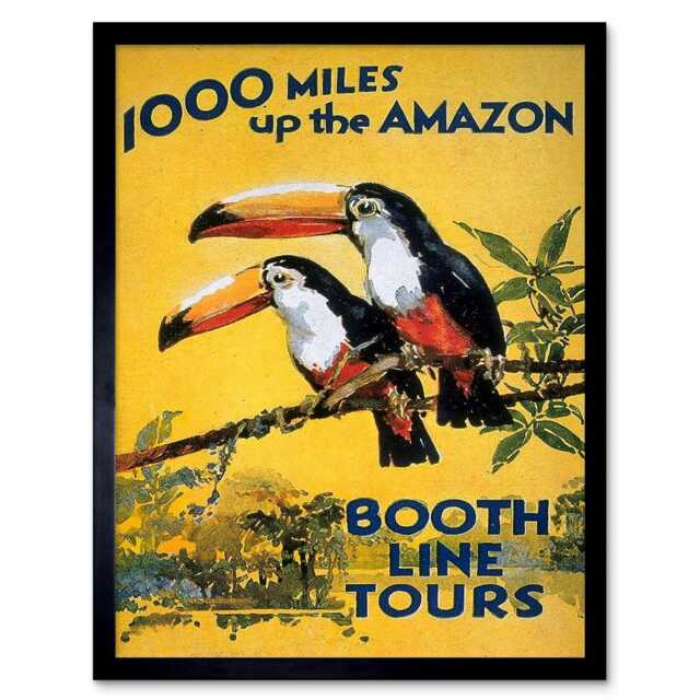 Amazon Toucan River Brazil South America Jungle Rain Forest Framed Wall Art Print
