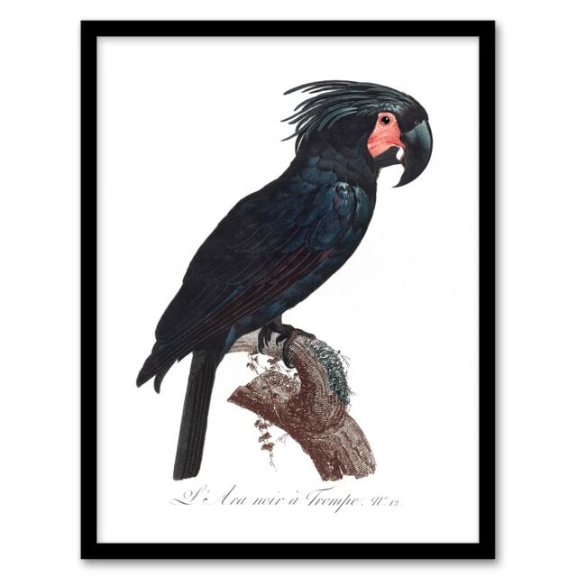 Francois Levaillant Framed Wall Art Print Black Palm Cockatoo Parrot Home Décor