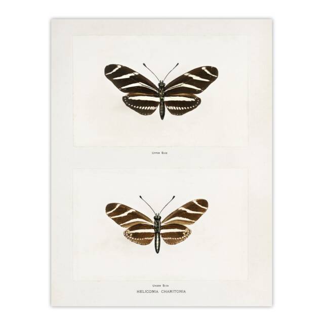 "Zebra Longwing Butterfly Sherman Denton Wall Art Poster Print 12X16"""