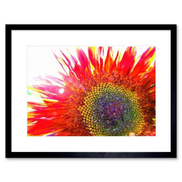 "Red Sun Sunflower Flower Close Up Photograph 9x7"" Black Framed Wall Art Print"