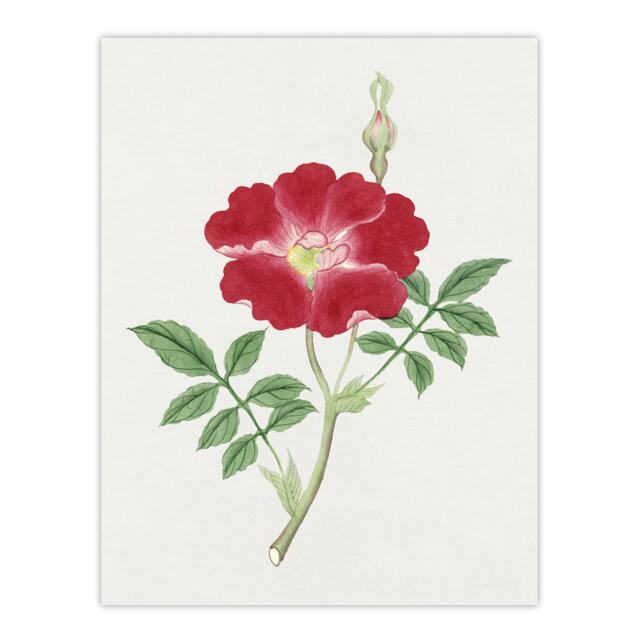 "Red Flower Vintage Wall Art Print Japanese Botanical 18x24"""